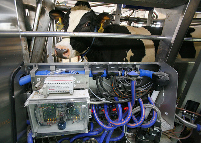 На Житомирщині запрацювала роботизована молочна ферма 