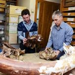 Первый зауропод. Томские ученые открыли новый вид гигантского динозавра