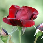 Вдыхая эмоции. В Крыму появится уникальный розарий с садом ароматов