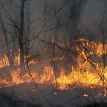 Против стихии. Пострадавшие от пожаров в Сибири получат по 10 тыс рублей на неотложные нужды