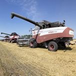 Температурные рекорды. Эксперты прогнозируют снижение урожая зерновых в Ставропольском крае