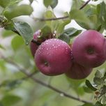 Проект развития. В Карачаево-Черкессии появится яблоневый сад в 60 гектаров