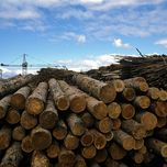Закон сохранения. Путин ограничил сплошную вырубку лесов