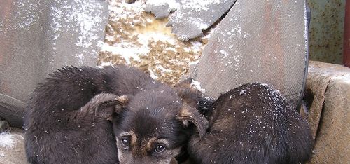 Патруль с сюрпризом. В Вологодской области сотрудники ДПС спасают щенков