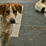 Собачья работа. Архангельский суд одобрил истребление бездомных животных
