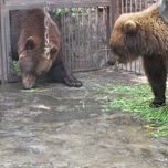 Переезд или смерть. В Кемерове ищут новый дом для трех медведей