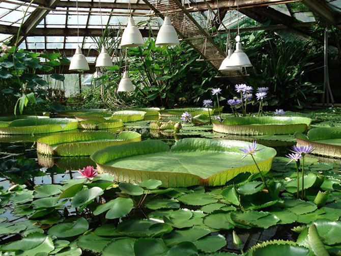 Семь самых известных ботанических садов в России - Статьи - SmartNews.ru