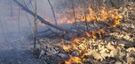 Массовая ликвидация. В регионах России за сутки потушили пожары на площади более 1,4 тыс. га